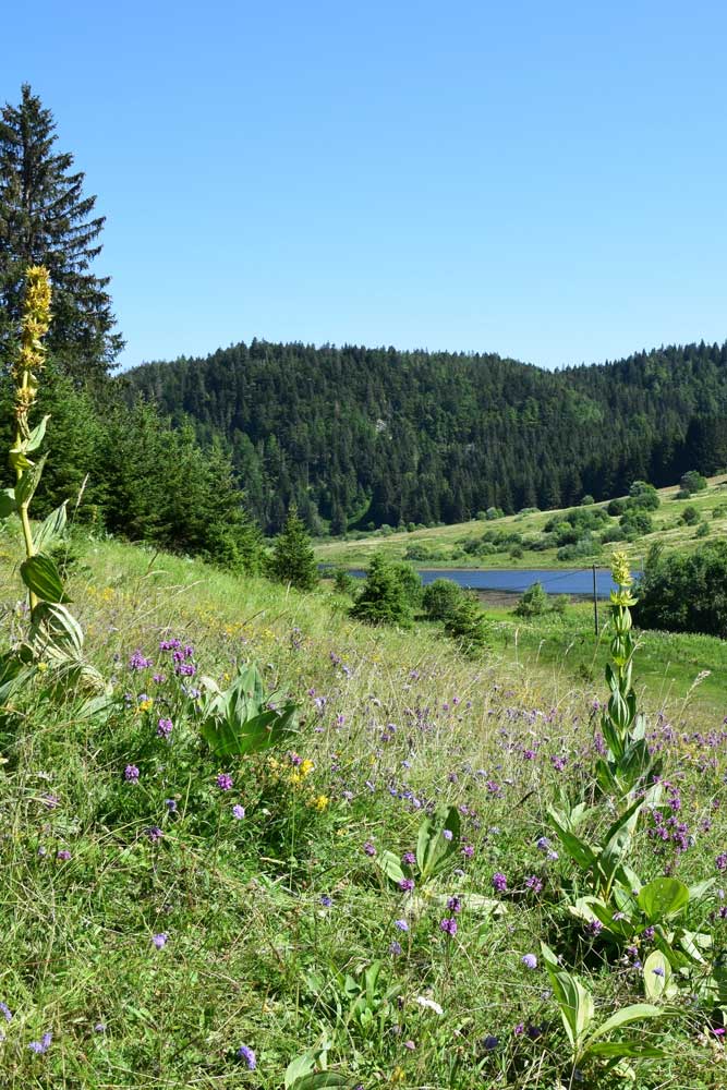 Territoire du Haut-Jura pour l'AOP Bleu de Gex