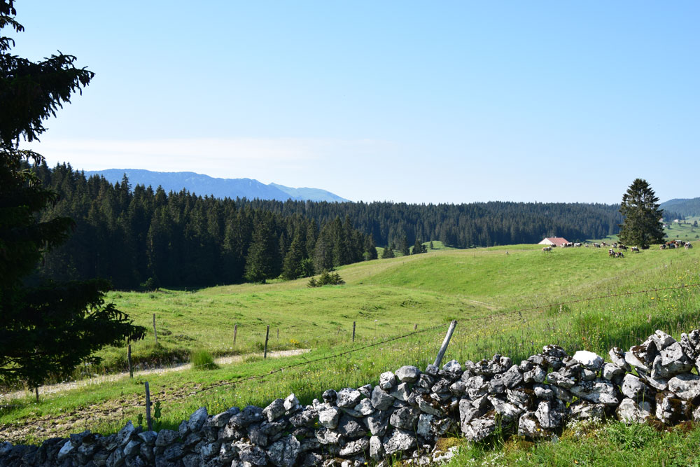 Haies, bosquets et murgers : éléments clés du paysage de la zone du Bleu de Gex