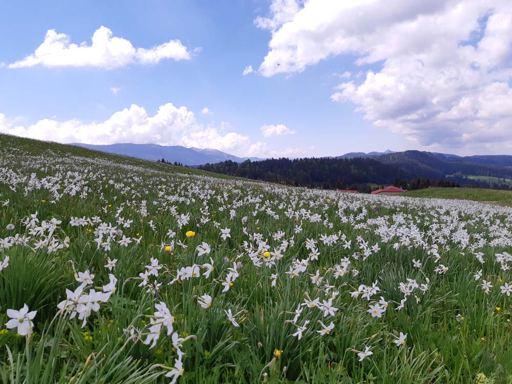 Prairies humides avec narcisses sur le territoire du Bleu de Gex