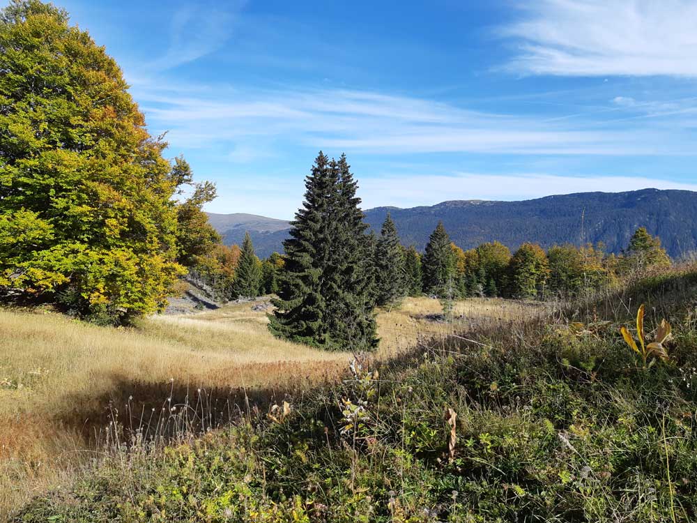 Prés-bois du Haut-Jura, paysage du territoire du Bleu de Gex