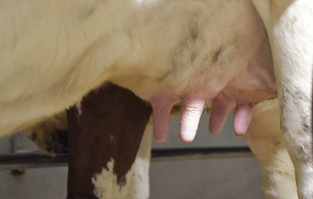 Richesse et diversité du lait cru